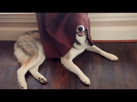 Huskies Are Really Big Drama Queens! 🤣 Funny Animals Videos 2024