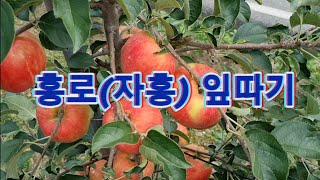 탄저병,농약이야기,자홍사과 잎따면서..