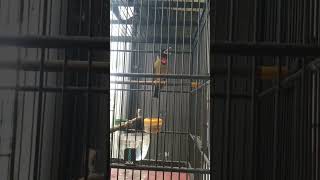 Download lagu kicauan burung samyong #kicaumaniaindonesia #samyong #muraibatuindonesia mp3