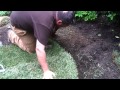 How To Properly Prepare For and Lay Sod 