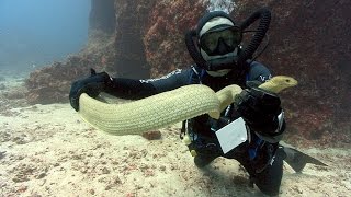 Sea Snakes | JONATHAN BIRD&#39;S BLUE WORLD