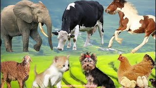 Cute Animal Compilation: Cow, Cat, Chicken, Dog, Sheep, Cat, Horse - Animal Moments