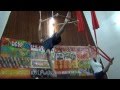 Demo Dean Circus