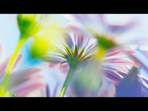20 min Morning Meditation Music - Boost Positive Energy for Productive Day and Good Mood