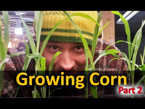 Growing Corn Part 1 Planting and Germinating