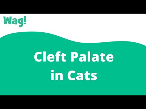 Cleft Palate in Cats | Wag!