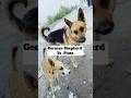 Street Dog Pluto Vs Big Dog 461