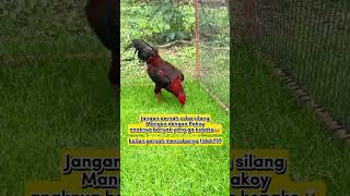Download lagu Jangan pernah silang mangon sama pakhoy #mangon #pakhoy mp3