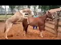 The Horse Is Fuc A Mare