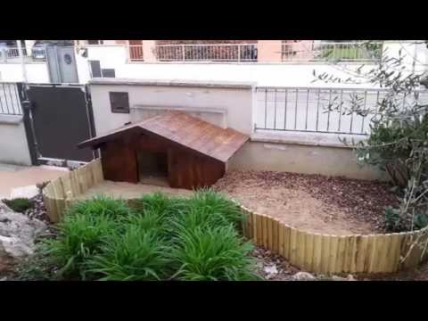 A un gatto il verme bianco è uscito che fare Assenzio e garofano da lyambliya