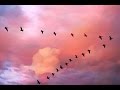 Улетающие птицы Сергей Чекалин (Diamond) 