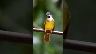 Download lagu Burung Empuloh irang (Alophoixus phaeocephalus) mp3 Download lagu Burung Empuloh irang (Alophoixus phaeocephalus) mp3