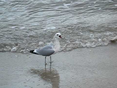 Čajka bocianová (Larus canus) — volajúca v Nemecku