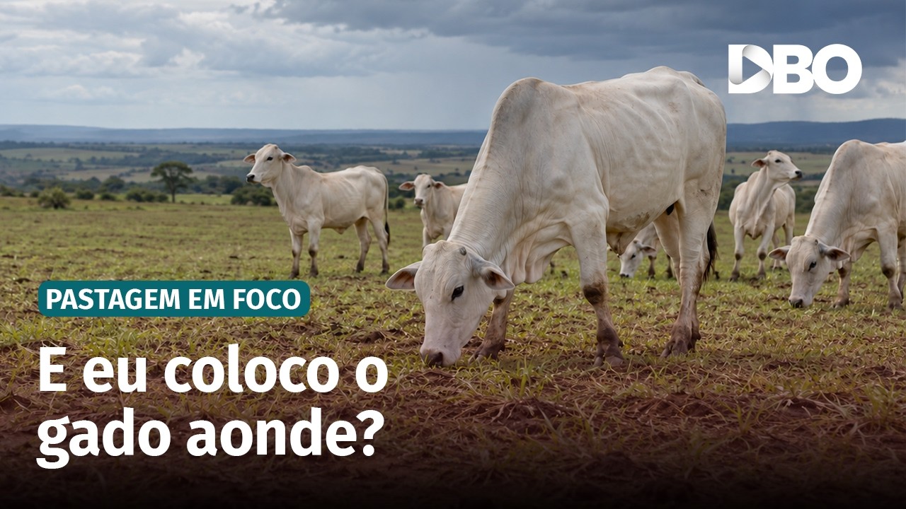 Volta das chuvas: como ajustar a lotação e proteger a rebrota do pasto?
