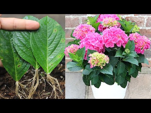 How to grow hydrangea with leaves I With 100% success