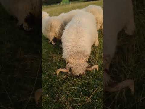 5 Valais Blacknose Breeding Rams for sale - Image 2