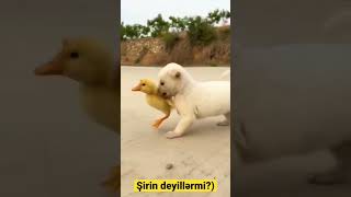 Balaca it balalari ogurladi