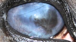 Equine Recurrent Uveitis (ERU) case - Blood Stem Cells