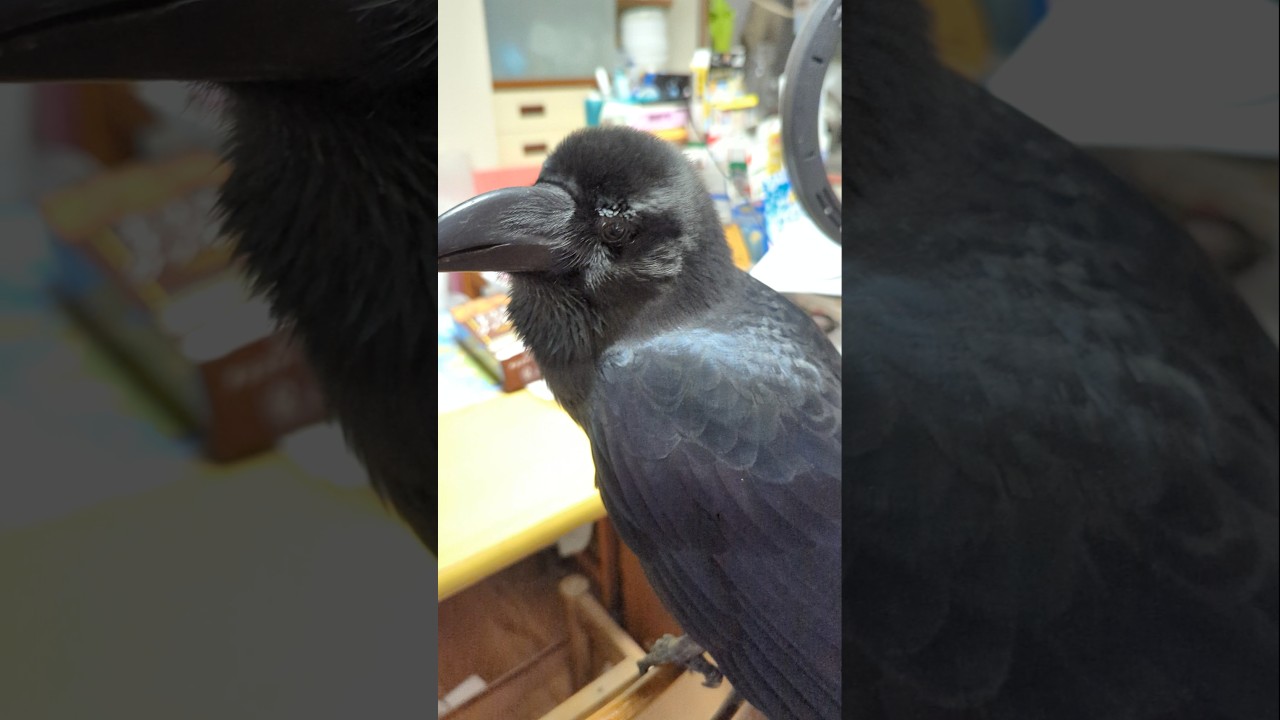 何度でも令和平和カラスのハッピー