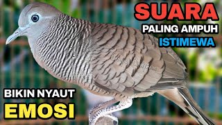 Download lagu Perkutut Lokal Gacor Suara Besar Pancingan Burung Perkutut Agar Cepat Bunyi. mp3 Download lagu Perkutut Lokal Gacor Suara Besar Pancingan Burung Perkutut Agar Cepat Bunyi. mp3