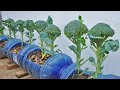 Do you like to eat broccoli? Growing broccoli is very easy at home