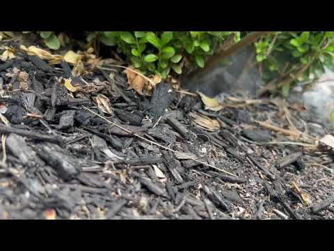 Yellow Jackets Nest In-Ground Under Shrub in...