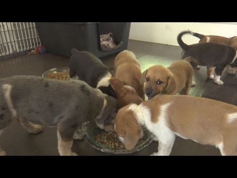 Genes plus grain-free kibble could spell heart problems for dogs