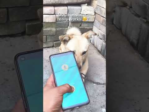 Dog translator really works? #dogtranslator #traini