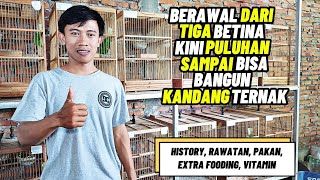 Download lagu PETERNAK KENARI‼️Berawal dari TIGA INDUKAN kini jadi PULUHAN EKOR... mp3 Download lagu PETERNAK KENARI‼️Berawal dari TIGA INDUKAN kini jadi PULUHAN EKOR... mp3
