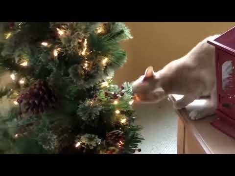 Pets vs  Christmas Tree Disaster in the making