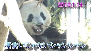2019.1.14寝食いじゃないシャンシャン伺ったお話はコメント欄をご参照ください