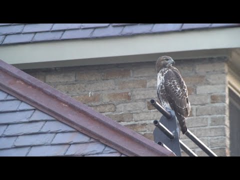 Remembering Cornell Red-tailed Hawk "J1", 7/21/2020