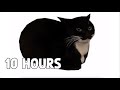 Spinning Cat 10 HOURS