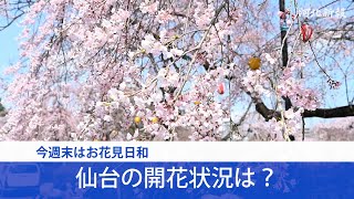 今週末はお花見日和　仙台の桜 開花状況