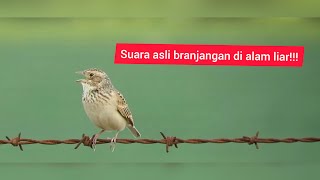 Download lagu kompilasi video burung branjangan bunyi di alam liar mp3