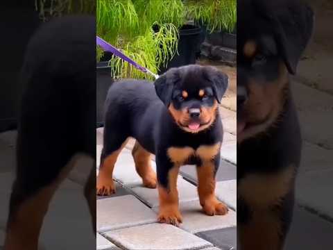 Rottweiler dog 🐕 is dangerous dogs breed in the world 🌎 #rottweiler #dogs #dangerous #viral