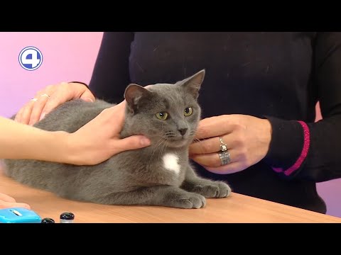 Есения ищет дом | Фонд «ЗООзащита»