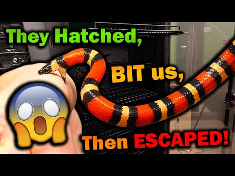 Baby Milksnakes Hatching!! (Then Escaping)