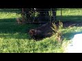 Villetta Barrea orso