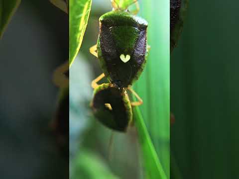 Chinches/ Biodiversidad, Bocas del toro.