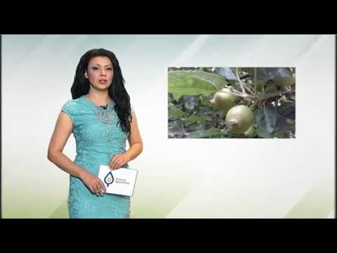 Zelena prognoza 23.5.2017. - O stanju u zasadima jabuka