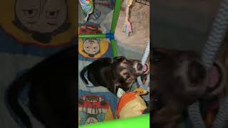 Video preview image #1 Siberian Husky-Unknown Mix Puppy For Sale in Germantown, OH, USA