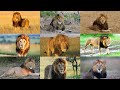 The Ten Gorgeous Maned Lions of Maasai Mara...