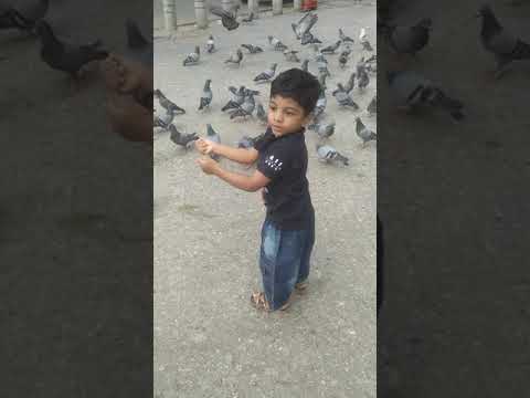 prince Rishik||cute baby videos||baby playing with birds#rishik #shorts