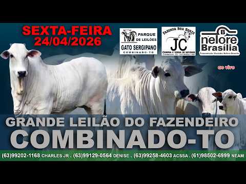 Leilão Gado de Corte, Combinado-TO, 24/04, (63)992021168 (63)991290564 (63)992584603 (61)985026999