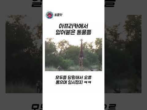 아프리카에서 얼어붙은 동물들