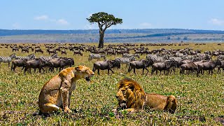 ZAMBIA SALVAJE - Una Tierra Que Aún Pertenece a la Naturaleza