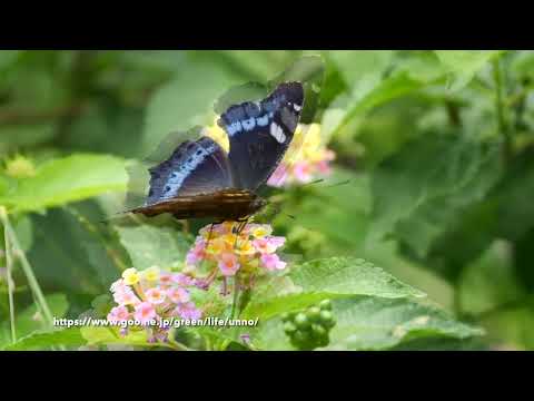 ルリタテハを4kで撮ってFHDで書き出す