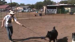 Jag goats October 3 2010.wmv