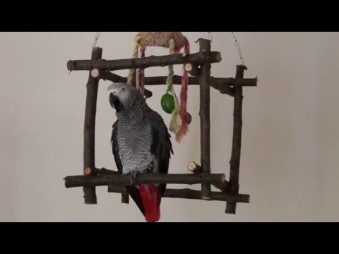 SPRECHENDER PAPAGEI WILL SCHLAFEN! GUTE NACHT!